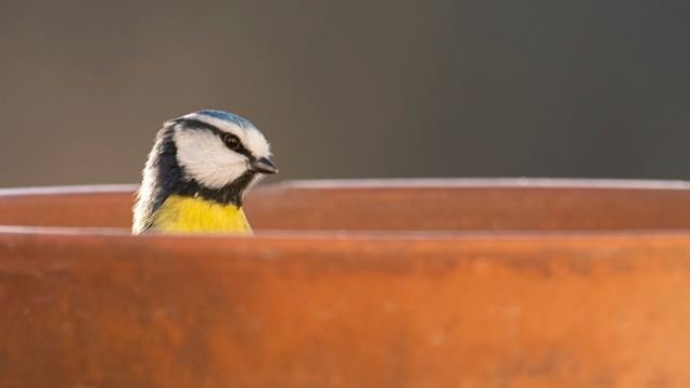RSPB Big Garden Birdwatch
